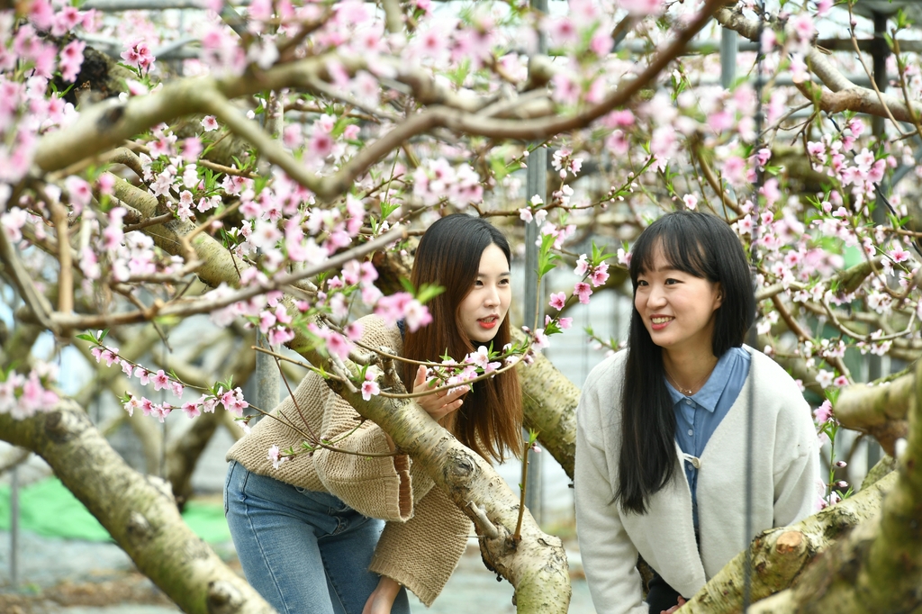 [픽! 경산] 활짝 핀 복사꽃 구경하러 오세요