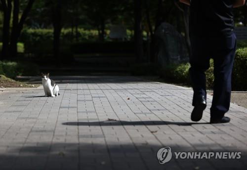 [길고양이 논쟁] ②정확한 통계 '물음표'…입장차가 혐오로