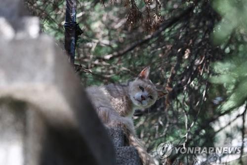 [길고양이 논쟁] ③'중성화' 효과는…"개체수 감소" vs "효과 의문"