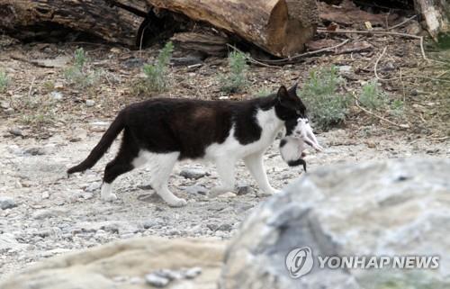 [길고양이 논쟁] ③'중성화' 효과는…"개체수 감소" vs "효과 의문"