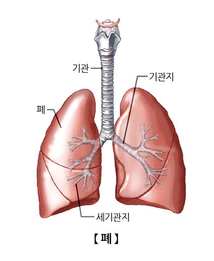 "초기 폐암, 폐엽 부분 절제도 가능"