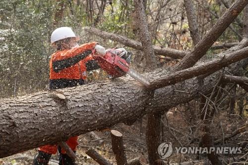 영동군 소나무재선충 청정지역…8년만에 반출금지 해제