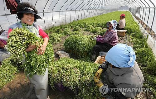 남녘엔 향긋한 봄소식…무뎌진 입맛 살릴 부추·미나리 출하