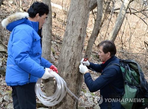 '제철 맞은 고로쇠 물'…남원·무주·진안 등 전북서 채취 활발