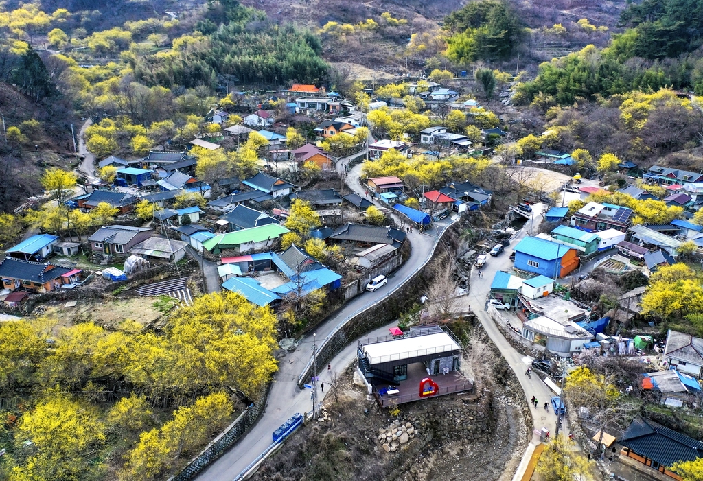 "노란 봄빛 물결" 구례 산수유꽃축제 4년 만에 열린다