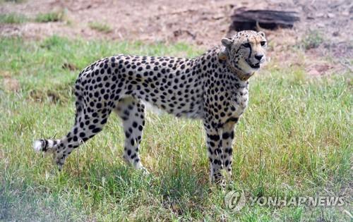 인도, '멸종' 치타 생태계 복원 총력…남아공서 12마리 더 공수