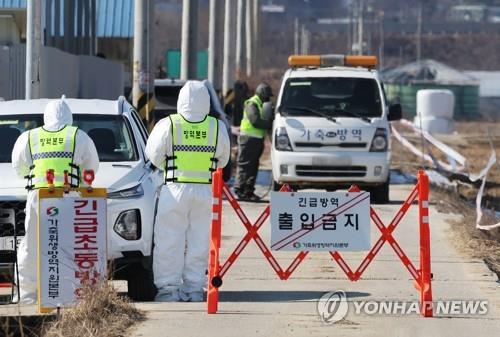 경기도, AI 발생 평택 방역대 '이동 제한' 내일 해제