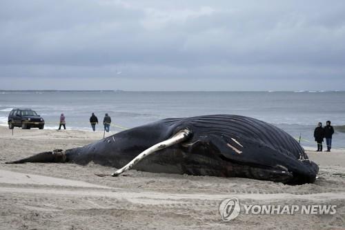 美 '130조' 해상풍력 산업, 고래 떼죽음과 관련 있나 논란