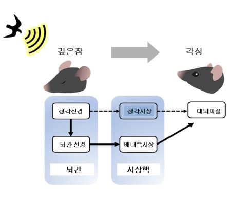 '자면서도 소리에 반응'…뇌 속 자명종 신경회로 발견