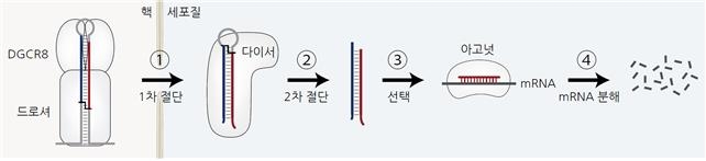 마이크로RNA 만드는 '다이서' 원리 밝혔다…RNA치료제 새 가능성