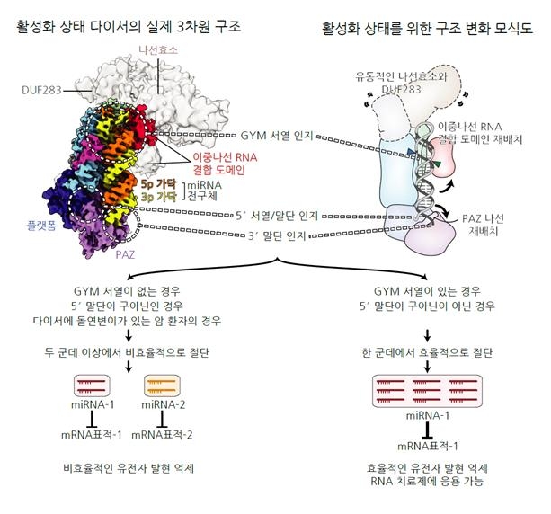 마이크로RNA 만드는 '다이서' 원리 밝혔다…RNA치료제 새 가능성