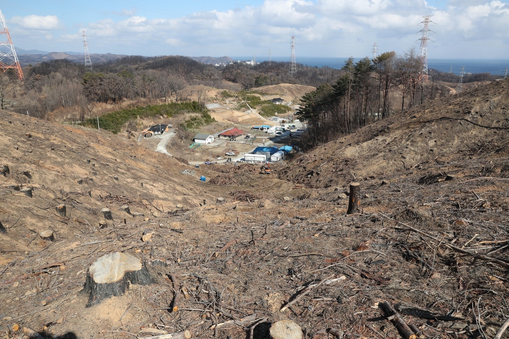 [동해안산불 1년] ② 가옥철거 마을곳곳 빈터, 피해목 벌채로 사방 민둥산