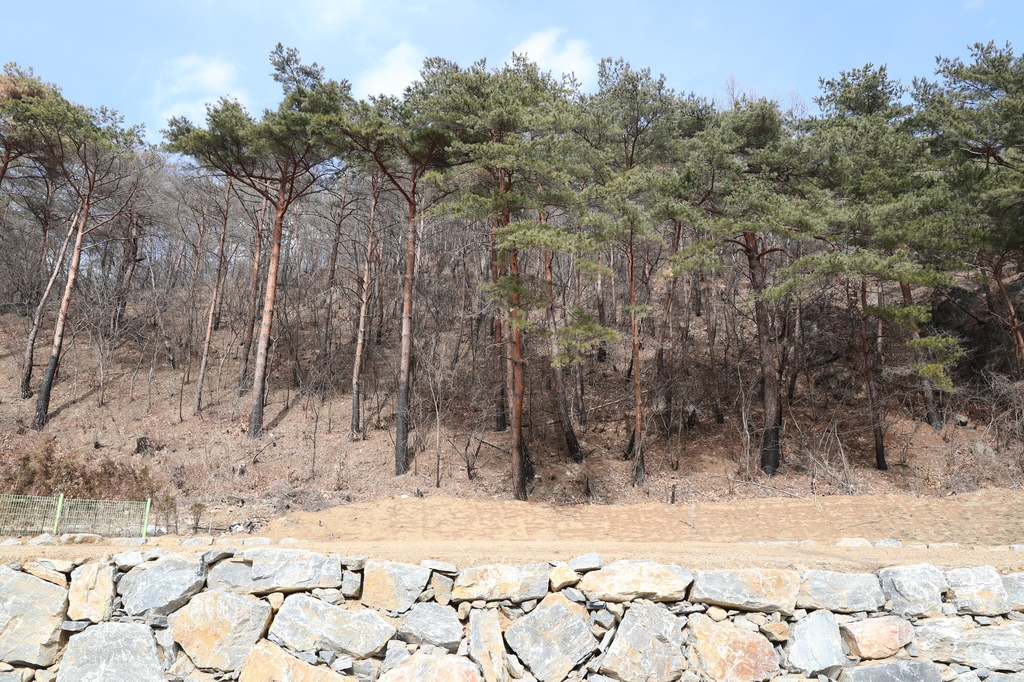 [동해안산불 1년] ② 가옥철거 마을곳곳 빈터, 피해목 벌채로 사방 민둥산