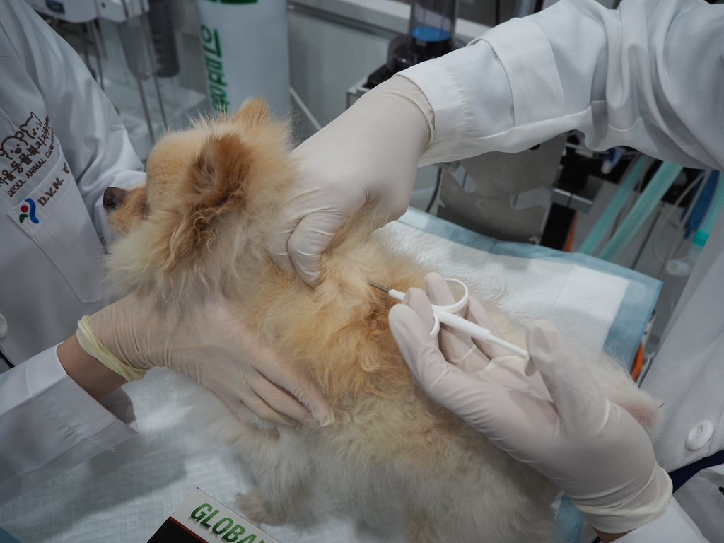 서울시, 개·고양이 1만3천마리 동물등록 비용 지원