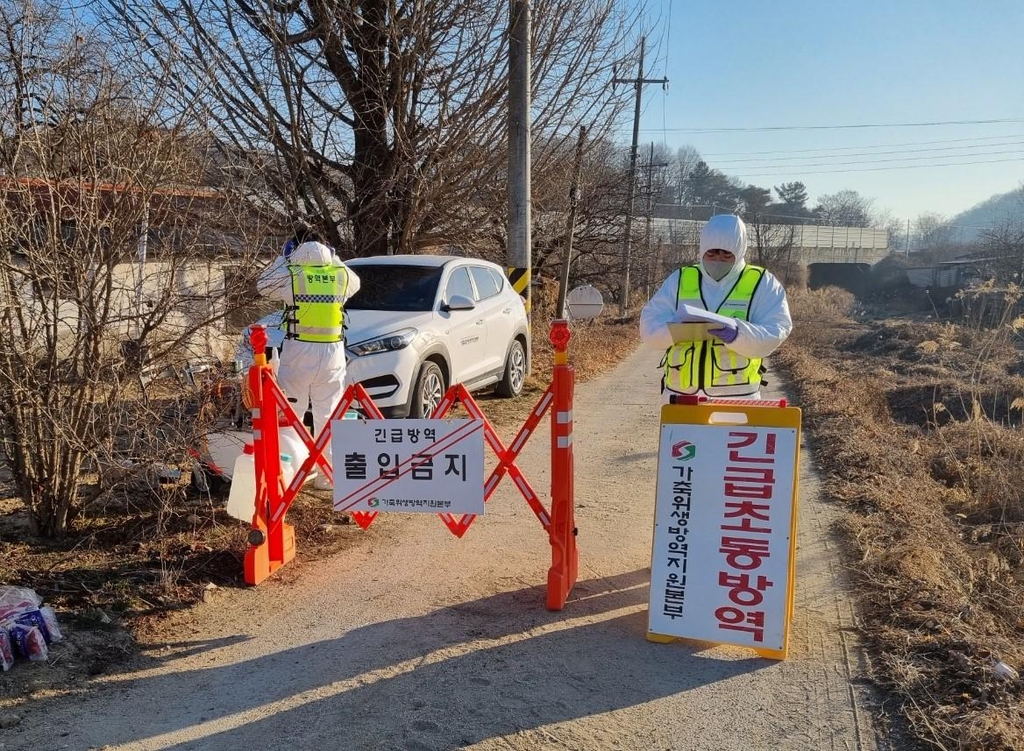 상주 육계농장 조류인플루엔자 항원 검출…고병원성 검사