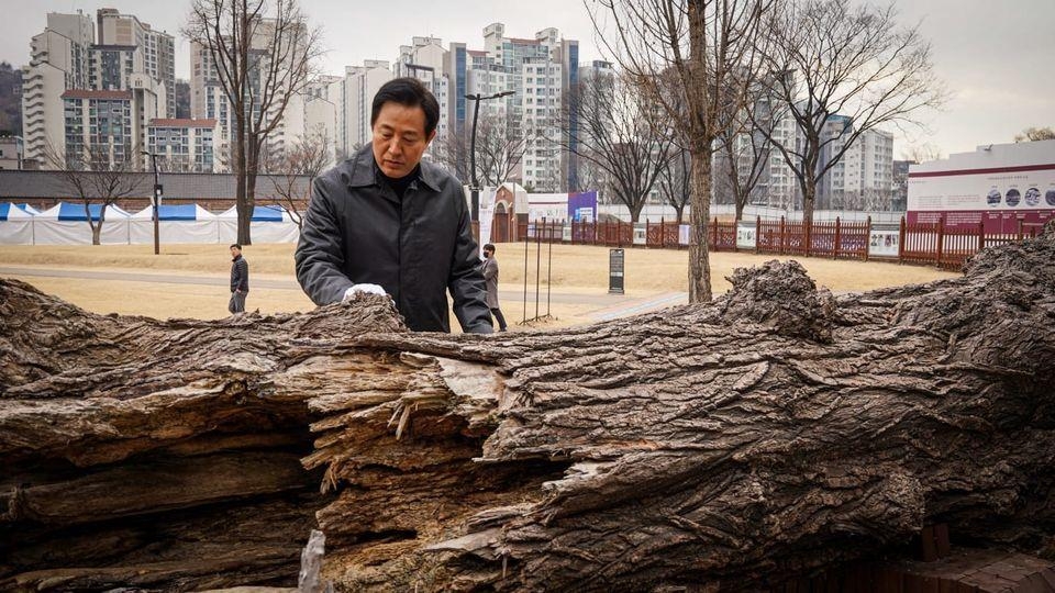 메타버스 서울에 서대문형무소 '통곡의 미루나무' 재현