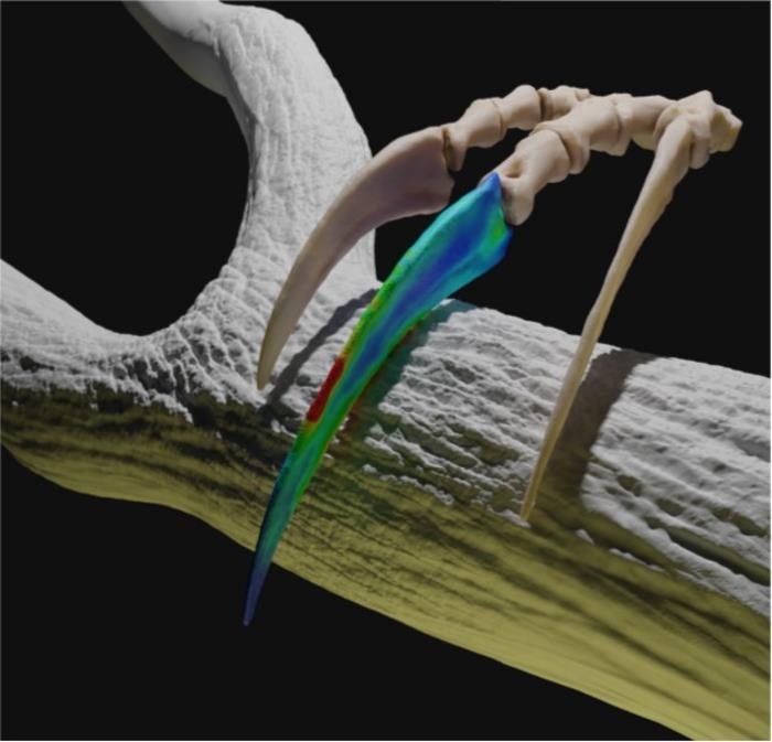 가장 긴 테라지노사우루스 1ｍ 발톱은 공작 꼬리와 같은 장식