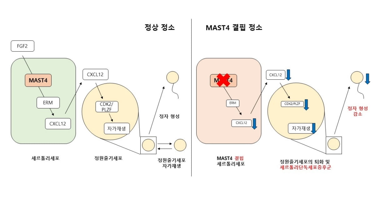 메드팩토, 남성 불임 예방·치료 연관 단백질 작용기전 규명