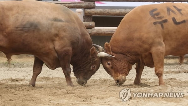 "전통 아닌 동물학대"…동물단체 '소싸움' 중단 촉구