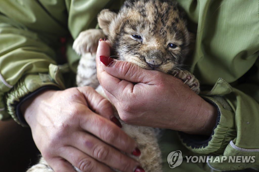 우크라전에 동물도 수난…헛간 속 호랑이·폭격에 숨는 코끼리