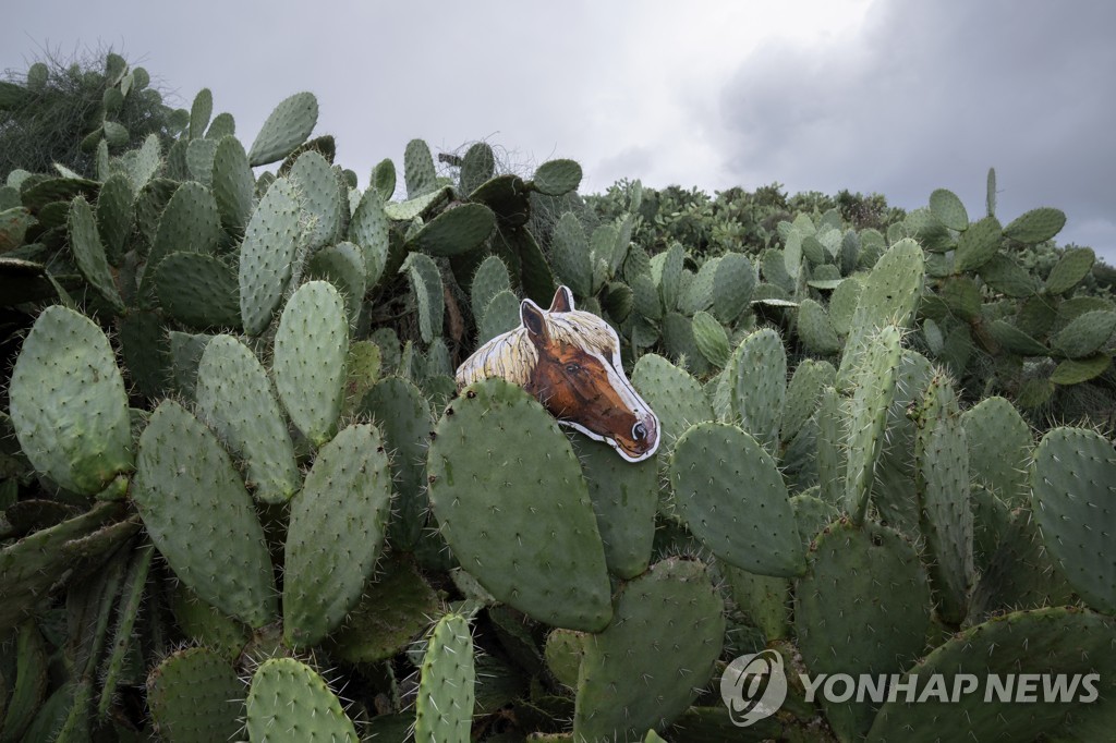 설원 어디 가고…알프스에 기후변화로 난데없이 선인장 무성