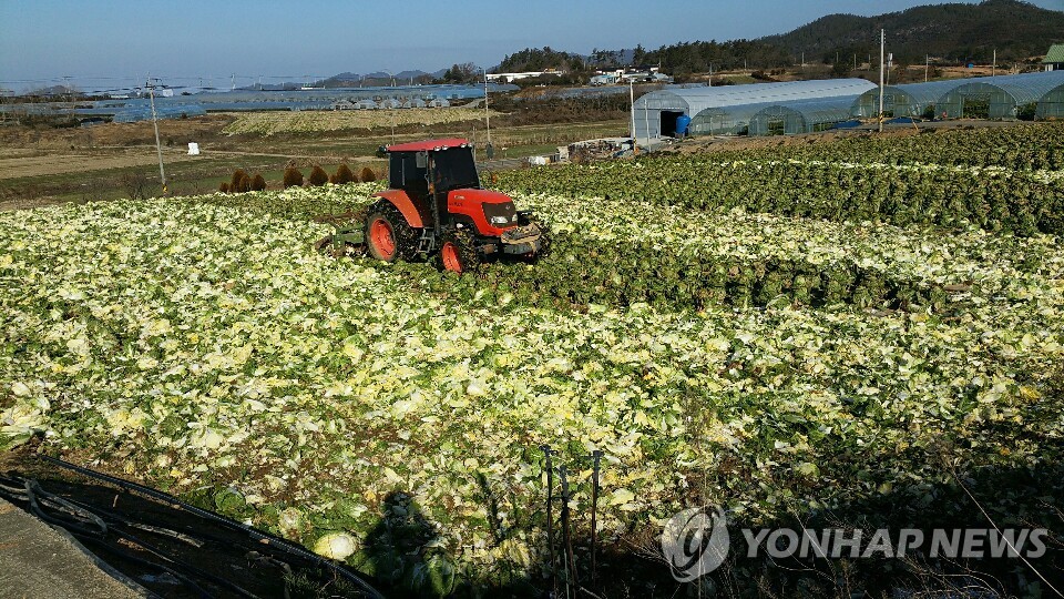 해남군, 배추 137㏊ 산지 폐기…"소비 부진으로 아직도 밭에"