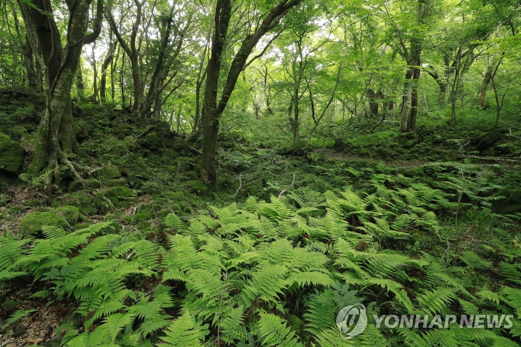 제주도, 50억원 들여 곶자왈 사유림 추가 매수·보존