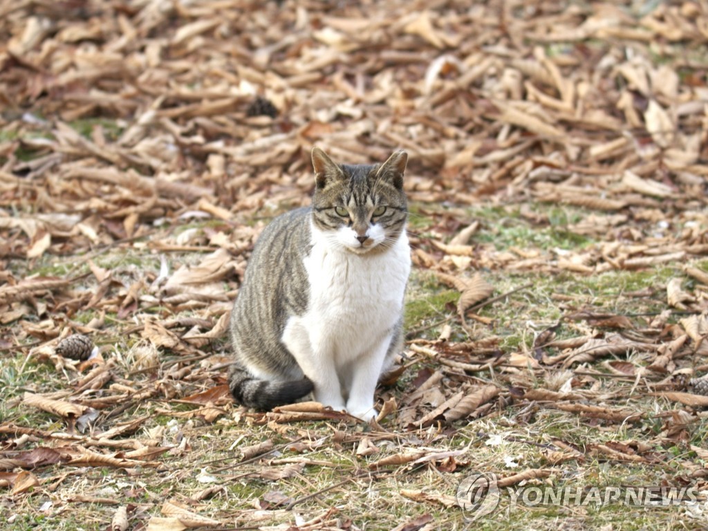 "길고양이 문제 해결하려면 먹이주기 줄여야"