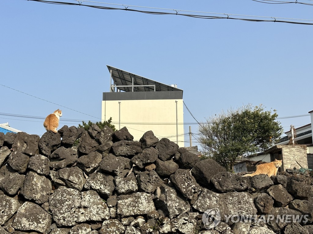 "길고양이 문제 해결하려면 먹이주기 줄여야"