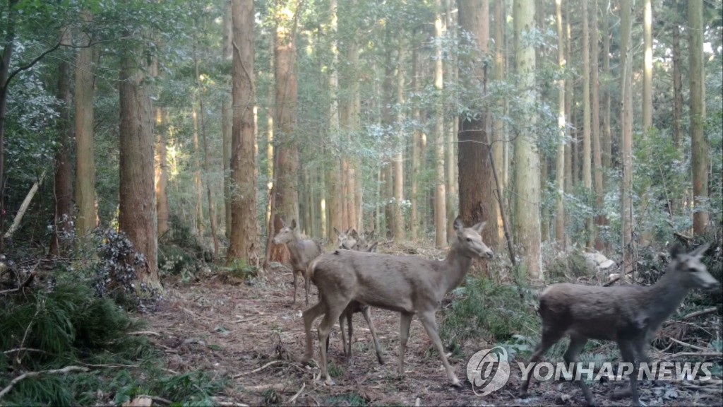 "노루인줄 알았는데 사슴?" 제주 산간에 사슴무리 서식