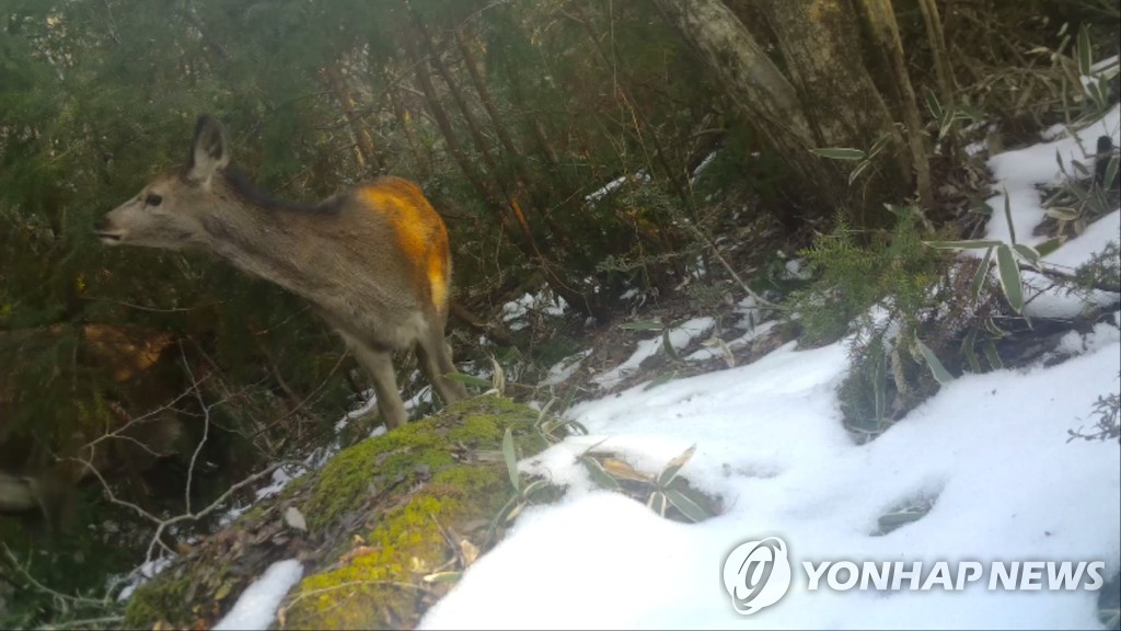 "노루인줄 알았는데 사슴?" 제주 산간에 사슴무리 서식