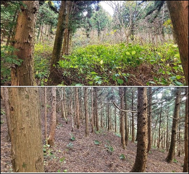 제주 거문오름 우후죽순 삼나무 벴더니 자연식생 복원