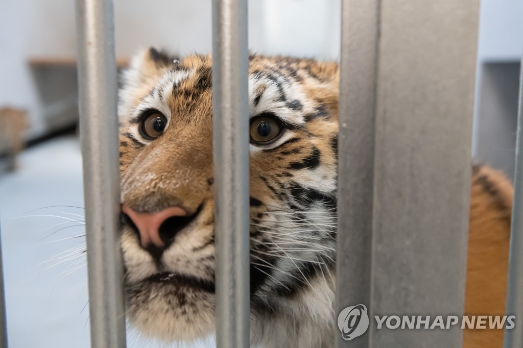 우크라전에 동물도 수난…헛간 속 호랑이·폭격에 숨는 코끼리