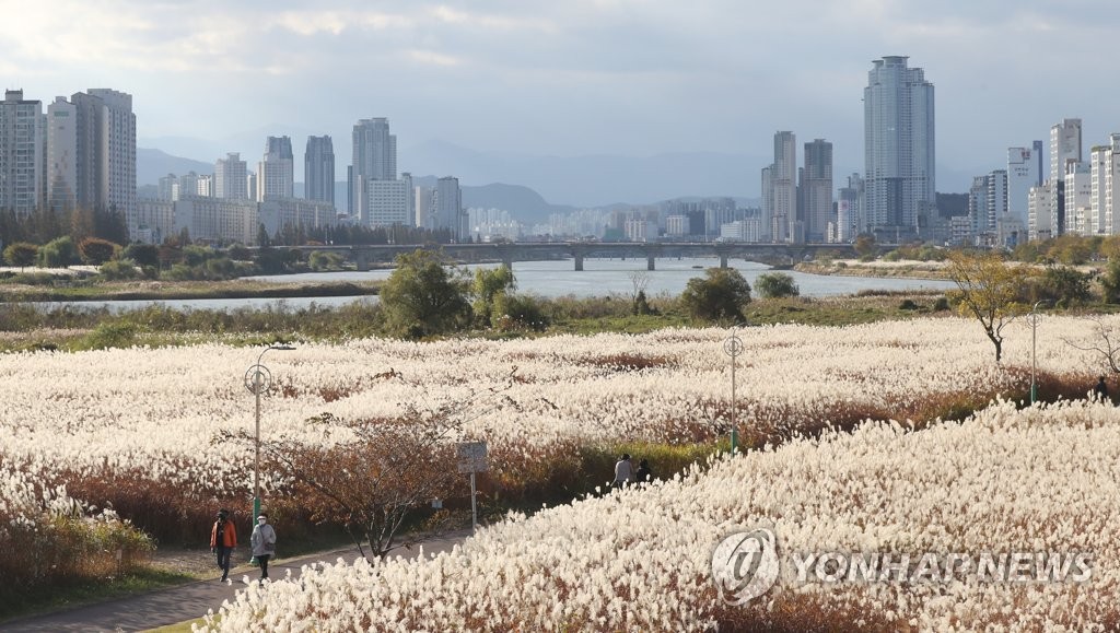 울산 태화강 둔치 묵은 물억새 베어내 재활용…생육환경도 개선