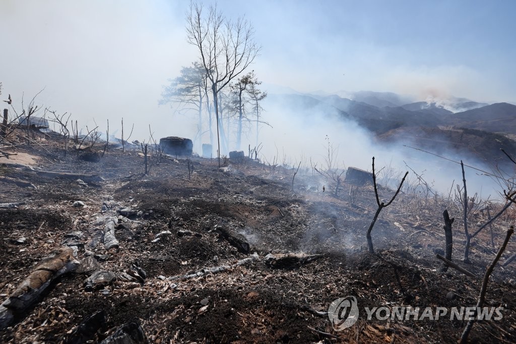 [동해안산불 1년] ⑤ 기후변화→산불→기후변화…산림 파괴 악순환