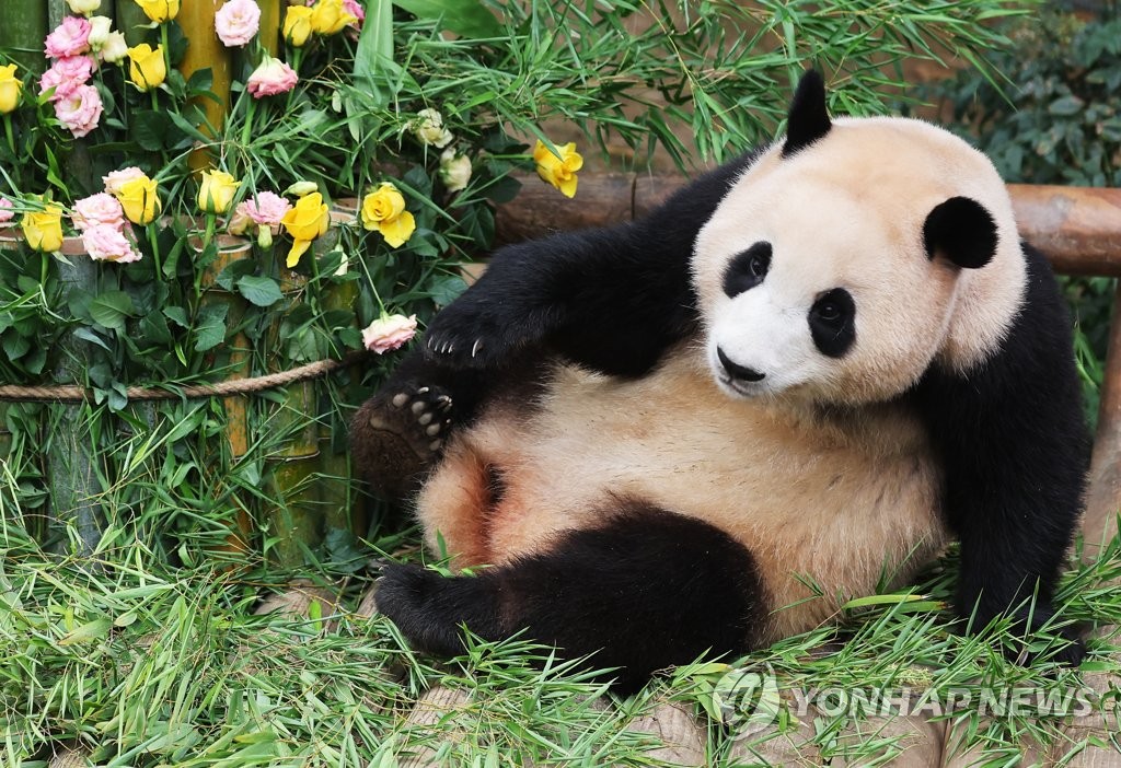 中 "美동물원서 중국산 25살 판다 죽어…사인 조사"