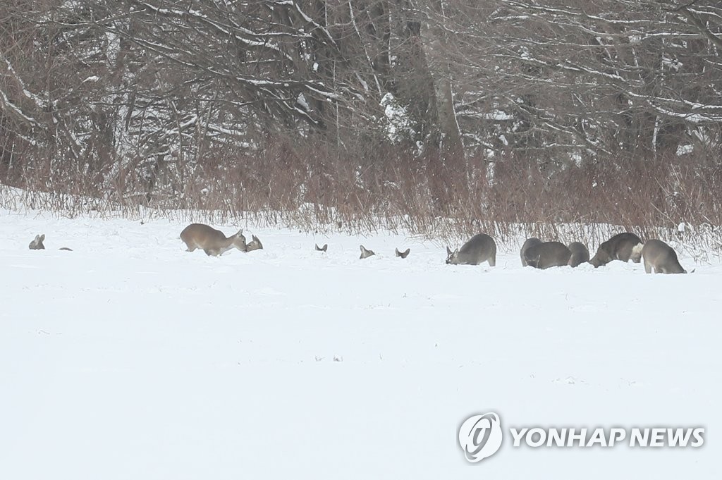 제주 노루 4천300마리…㎢당 3마리로 적정 개체 수 밑돌아