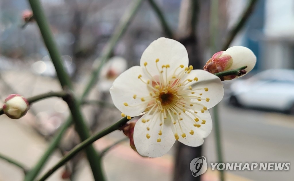 [내일날씨] 포근한 정월대보름…수도권·충청 미세먼지 '나쁨'