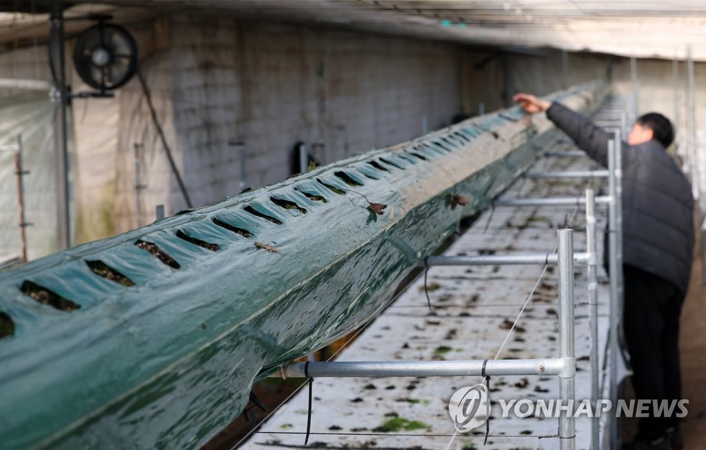 [르포] "2배 뛴 기름값에 올겨울 딸기 농사 다 거뒀습니다"