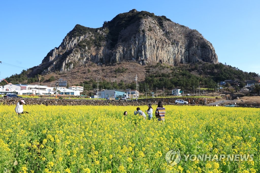 '가까이 온 봄' 제주 유치꽃밭에 인파…동해안은 '대게 집' 북적