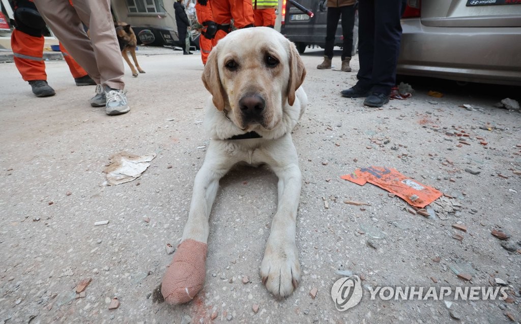 [튀르키예 강진] '숨은 영웅' 한국 구조견 붕대 투혼, 현지서도 화제