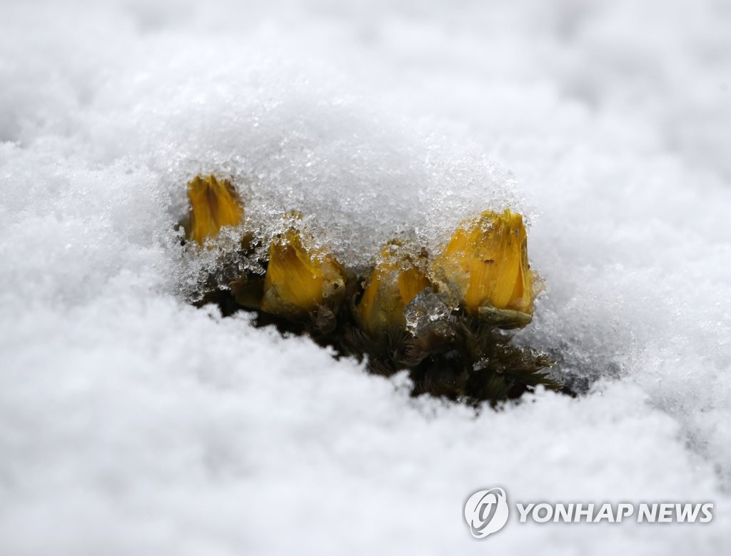 눈 사이 비집고 나와 봄소식 전하는 '복수초'