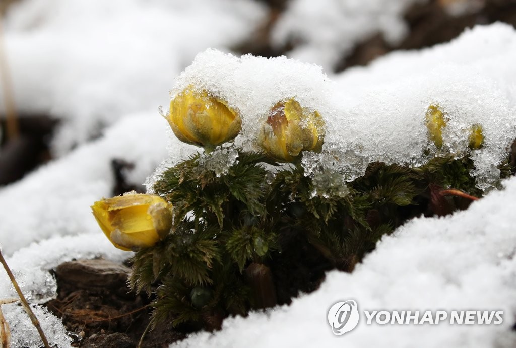 [날씨] 강원 영동·경북 북부 대설…서울 아침 -2도