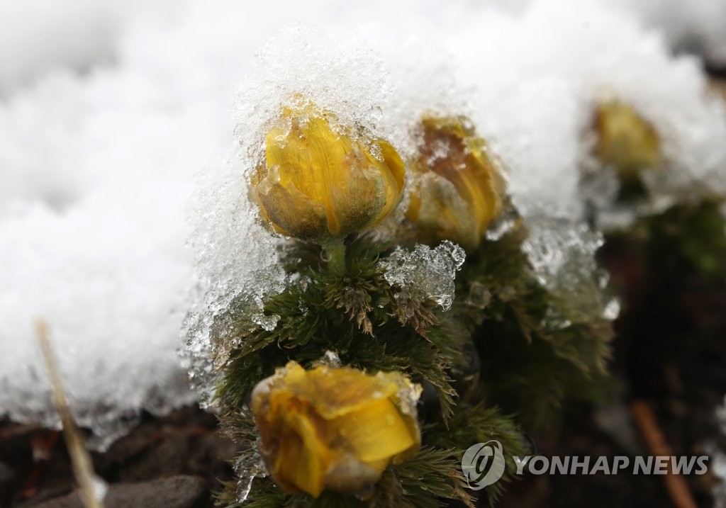 눈 사이 비집고 나와 봄소식 전하는 '복수초'