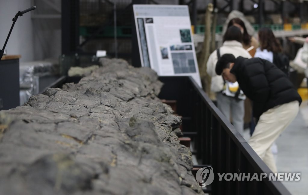 "서 있던 나무가 어떻게 화석 됐을까"…천연기념물 된 나무 화석