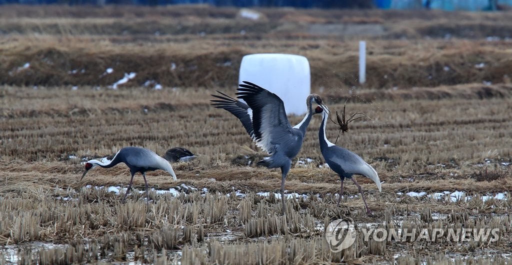 [픽! 양양] 고니와 재두루미들의 사이좋은 먹이활동