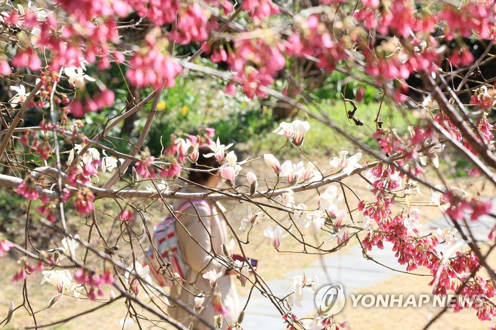 곳곳서 꽃망울 터뜨린 매화…화창한 날씨 속 나들이객 인파