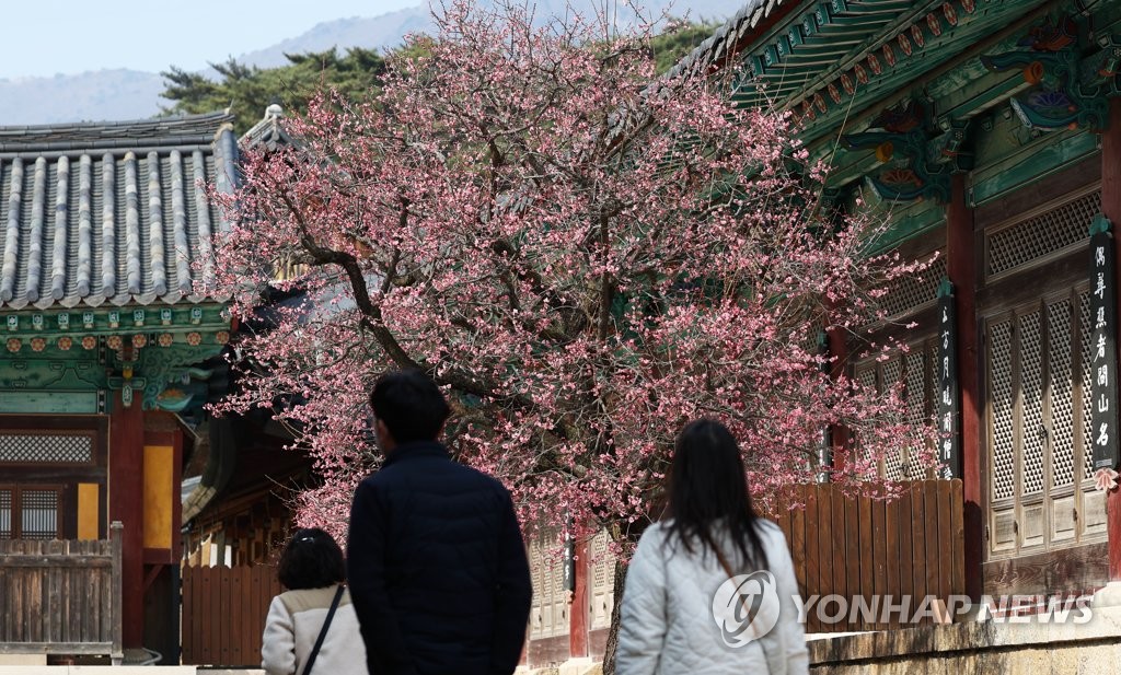 [사진톡톡] 봄이 오는 풍경…통도사 홍매화 활짝