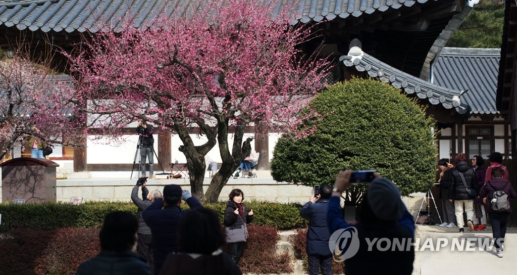 [사진톡톡] 봄이 오는 풍경…통도사 홍매화 활짝