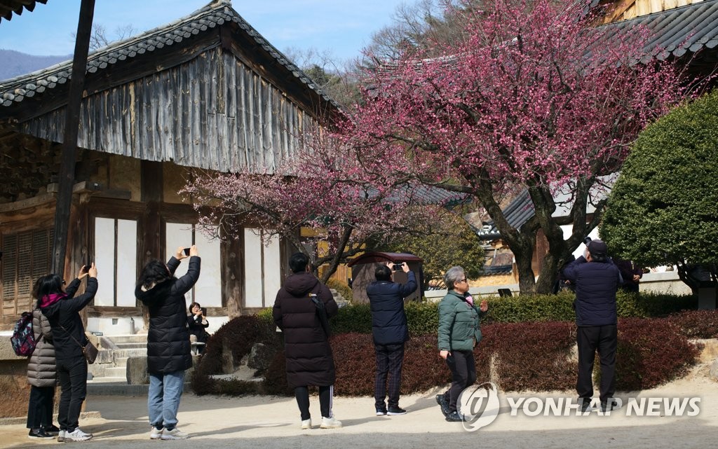 [사진톡톡] 봄이 오는 풍경…통도사 홍매화 활짝